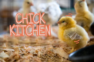 Chick Kitchen: A Friendly Handwritten Font for Editors